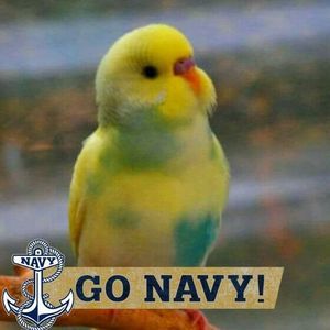 Meet your Posher, Noha